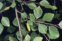 betula occidentalis 1 thumbnail graphic